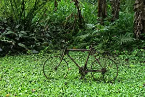 Bicycle: Rusting bicycle amidst a rainforest vegetation