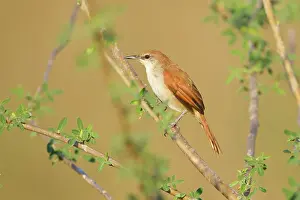 Vulpina: Rusty-backed Spinetail