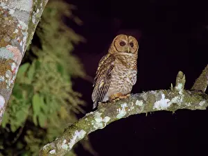 Strix: Rusty Barred Owl Strix hylophila Atlantic Forest