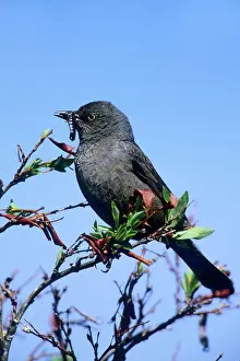 Euphagus: Rusty Blackbird