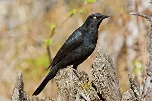 Euphagus: Rusty Blackbird
