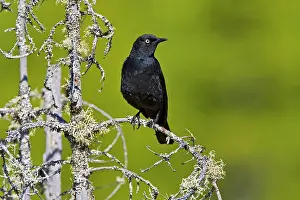 Euphagus: Rusty Blackbird