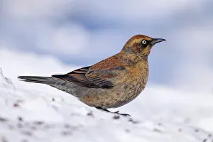 Blackbirds: Rusty Blackbird