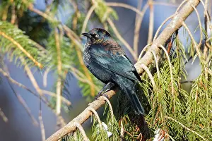 Blackbirds: Rusty Blackbird