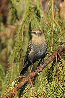 Blackbirds: Rusty Blackbird