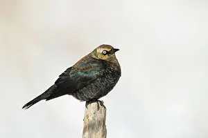 Euphagus: Rusty Blackbird - perched on post - February