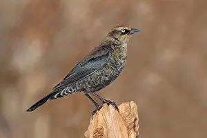 Euphagus: Rusty Blackbird - perched on stump - February