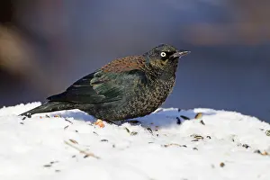 Euphagus: Rusty Blackbird - in snow - January