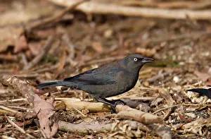Euphagus: Rusty Blackbird - in winter plumage