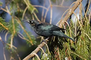 Euphagus: Rusty Blackbird - in winter plumage