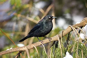 Euphagus: Rusty Blackbird - in winter plumage