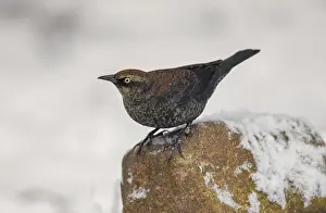 Blackbirds: Rusty Blackbird in winter plumage