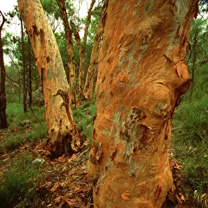 Barked: Rusty gum or Smooth-barked apple (Angophora costata)