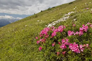 190219: Rusty-leaved Alpenrose - flowering plants - Hohe