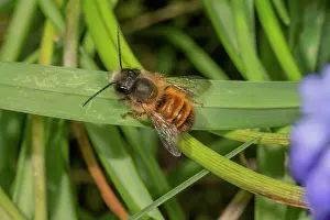 Sunning: Rusty mason bee (Osmia bicornis) sunning itself