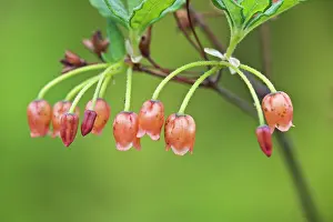 Tongass: Rusty Menziesia
