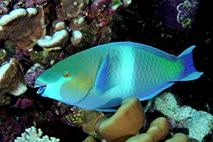 Rusty: Rusty parrotfish (Scarus ferrugineus), Daedalus