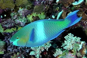 Rusty: Rusty parrotfish (Scarus ferrugineus), Daedalus