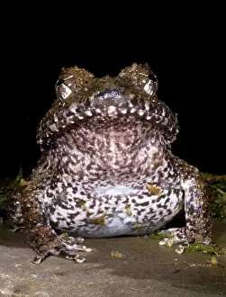 Robber: Rusty Robber Frog