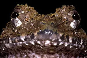 Robber: Rusty Robber Frog