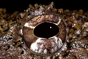 Robber: Rusty Robber Frog