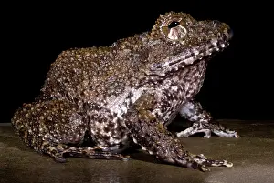 Rican: Rusty Robber Frog