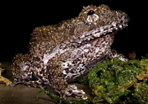 Rican: Rusty Robber Frog