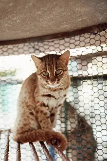 Joanna Van Gruisen: RUSTY SPOTTED CAT - in capivity