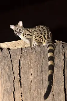 Robbery: Rusty-spotted genet (Genetta maculata), Large-spotted