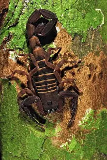 Jacksoni: Rusty Thick Tail Scorpion