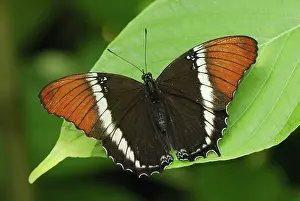 Siproeta: Rusty-tipped Page Butterfly