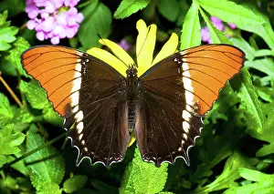 Rhopalocera: Rusty Tipped Page Butterfly