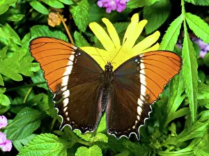 Rusty: Rusty-Tipped Page Butterfly