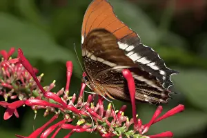 Nymphalid: Rusty Tipped Page Butterfly