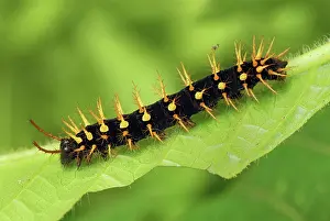 Siproeta: Rusty-tipped Page Caterpillar