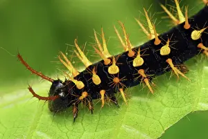 Siproeta: Rusty-tipped Page Caterpillar