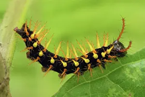 Siproeta: Rusty-tipped Page Caterpillar