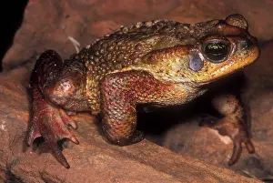 Rufus: Rusty Toad