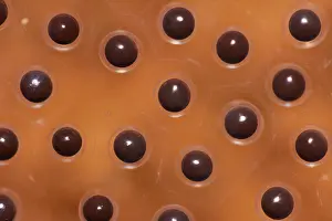 Cell: Rusty Tree Frog (Hypsiboas boans) eggs of during