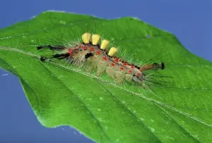 Antiqua: Rusty Tussock Moth - Caterpillar