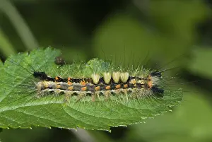 Introduced: Rusty Tussock Moth caterpillar