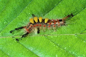 Antiqua: Rusty Tussock Moth / Vapourer Moth - Caterpillar