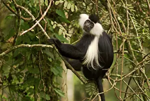 Ruwenzori: Ruwenzori Black and White Colobus Monkey