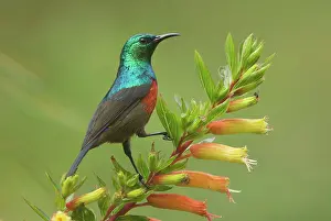 Sunbirds: Ruwenzori Double Collared Sunbird