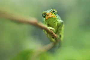 Ruwenzori: Ruwenzori Three Horned Chameleon - adult female
