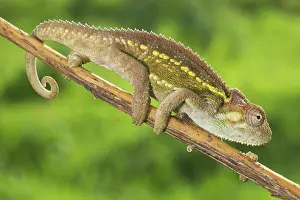Ruwenzori: Ruwenzori Side Striped Chameleon - adult on a branch