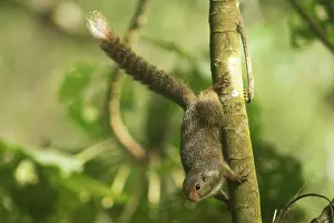 Ruwenzori: Ruwenzori Sun Squirrel - adult on a tree branch