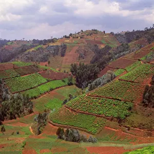 Encroachment: Rwanda - Africa, Intensive agriculture on Virunga