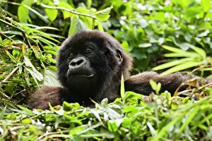 Rwanda: Rwanda, Volcanoes National Park. Mountain