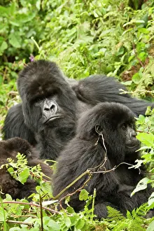 Mary: Rwanda, Volcanoes National Park. Mountain